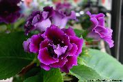 violet Sinningia (Gloxinia) Flori de interior fotografie