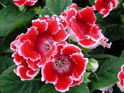 rød Sinningia (Gloxinia) Innendørs blomster bilde
