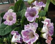 zdjęcie liliowy Kryte kwiaty Grzeszy (Gloxinia)