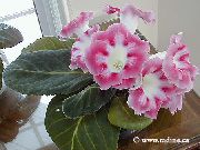 roosa Sinningia (Gloxinia) Sise lilled foto