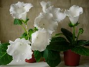 biały Grzeszy (Gloxinia) Kryte kwiaty zdjęcie