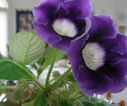 tumesinine Sinningia (Gloxinia) Sise lilled foto