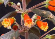 ფორთოხალი ხე Gloxinia შიდა ყვავილები ფოტო