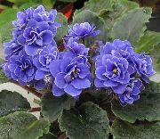 照片 非洲紫罗兰 盆花