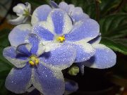 светло синьо Африканска Теменужка Стайни цветя снимка
