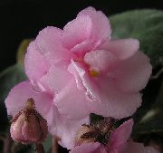zdjęcie różowy Kryte kwiaty Saintpaulia (Fiołki)