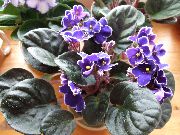 紫 非洲紫罗兰 盆花 照片