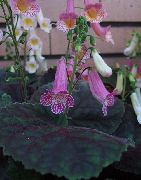 liliowy Smitianta Kryte kwiaty zdjęcie