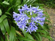 lichtblauw Afrikaanse Blauwe Lelie Pot Bloemen foto