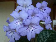 světle modrá Strep Pokojové květiny fotografie