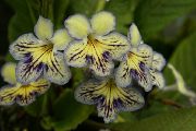 ყვითელი Strep შიდა ყვავილები ფოტო