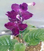 violet Strep Flori de interior fotografie