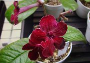 koyu kırmızı Strep Kapalı çiçek fotoğraf