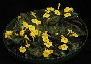 żółty Episcia Kryte kwiaty zdjęcie