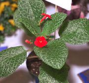 წითელი Episcia შიდა ყვავილები ფოტო