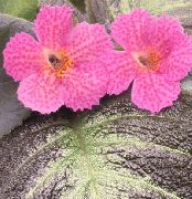 vaaleanpunainen Episcia Sisäilman kukkia kuva