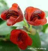 црвен Липстицк Биљка,  Затворени цвеће фотографија