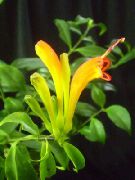 dzeltens Lūpukrāsa Augu,  Iekštelpu ziedi foto