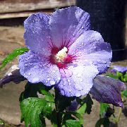 იასამნისფერი ჰიბისკუსი შიდა ყვავილები ფოტო