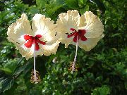 ყვითელი ჰიბისკუსი შიდა ყვავილები ფოტო