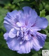 ღია ლურჯი ჰიბისკუსი შიდა ყვავილები ფოტო
