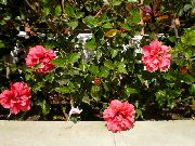 zdjęcie różowy Kryte kwiaty Hibiskus (Chiny Rose)