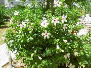 zdjęcie biały Kryte kwiaty Hibiskus (Chiny Rose)