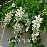 biały Glicynia (Wisteria) Kryte kwiaty zdjęcie
