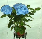 浅蓝 绣球，lacecap 盆花 照片