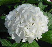 biały Hortensja (Gidrangeya) Kryte kwiaty zdjęcie