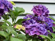 紫丁香 绣球，lacecap 盆花 照片