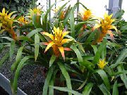 otsu bir bitkidir Guzmania, Kapalı çiçek fotoğraf
