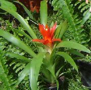 kırmızı Guzmania Kapalı çiçek fotoğraf