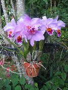 trawiaste Dendrobium, Kryte kwiaty zdjęcie