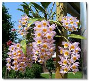 fotoğraf pembe Kapalı çiçek Dendrobium Orkide