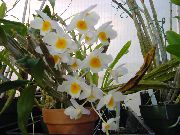 biały Dendrobium Kryte kwiaty zdjęcie