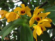 sarı Dendrobium Orkide Kapalı çiçek fotoğraf