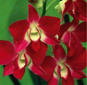 fotoğraf kırmızı Kapalı çiçek Dendrobium Orkide