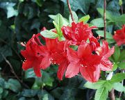 punainen Atsaleat, Pinxterbloom Sisäilman kukkia kuva