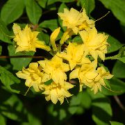 žlutý Azalky, Pinxterbloom Pokojové květiny fotografie