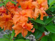 orange Asalea, Pinxter Blomst  bilde