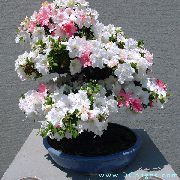     (),  ,   -  Azalea, Rhododendron indicum