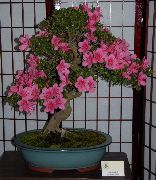 розе Азалеас, Пинктерблоом Затворени цвеће фотографија