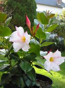 fotoğraf beyaz Kapalı çiçek Dipladenia, Mandevilla