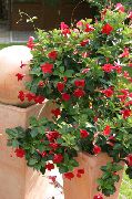 fotoğraf kırmızı Kapalı çiçek Dipladenia, Mandevilla