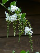 fotoğraf beyaz Kapalı çiçek Duranta, Bal Damlaları, Altın Çiğ Damlası, Güvercin Berry