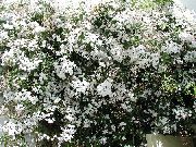 zdjęcie biały Kryte kwiaty Jaśmin