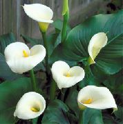 kuva Arum Lily Sisäilman kukkia