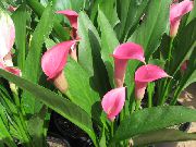 pembe Arum Zambak Kapalı çiçek fotoğraf