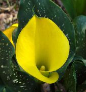fotoğraf sarı Kapalı çiçek Arum Zambak